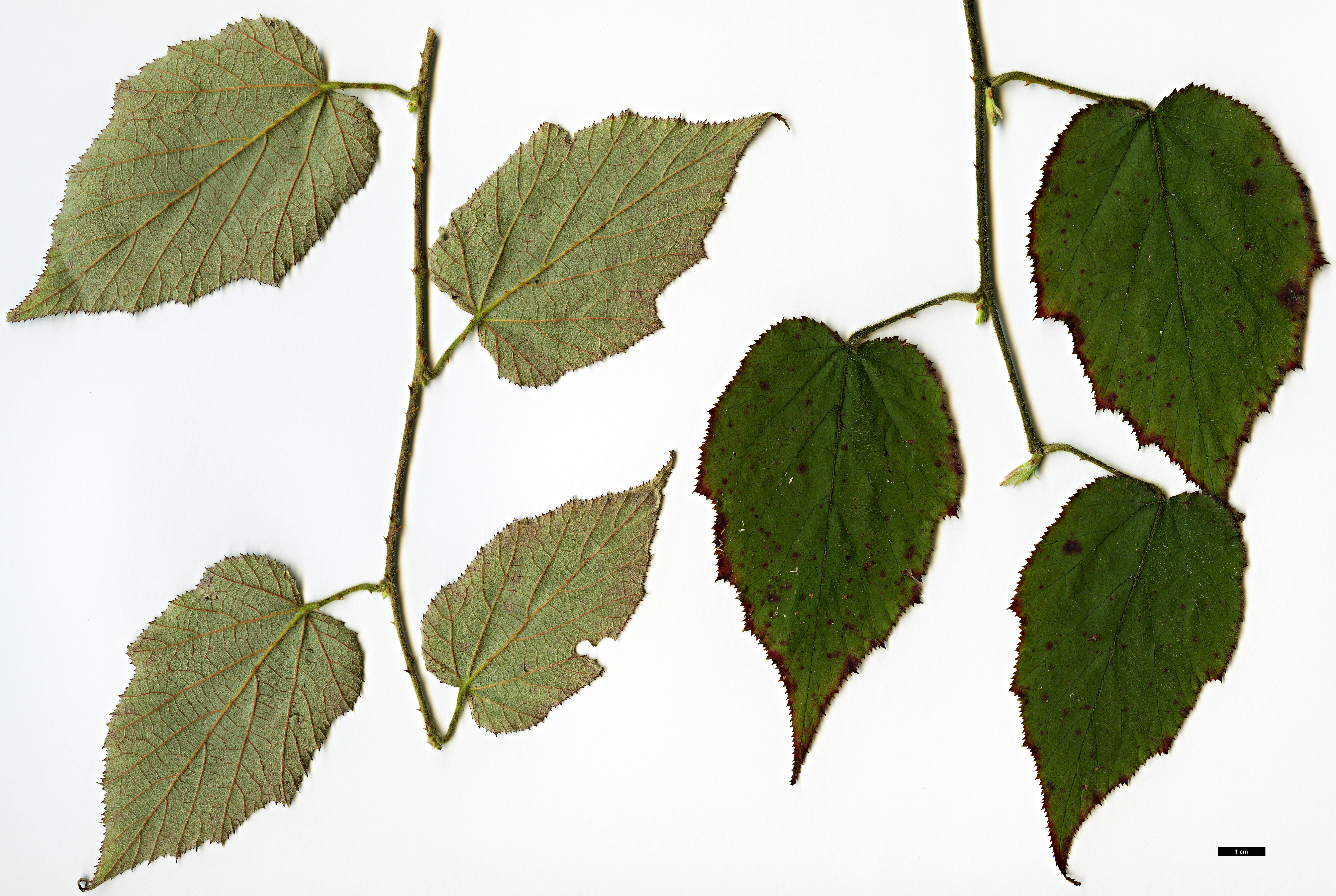 High resolution image: Family: Rosaceae - Genus: Rubus - Taxon: paniculatus